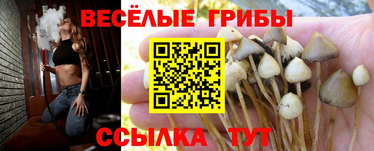 Галлюциногенные грибы Psilocybine cubensis Алатырь